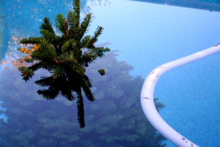 A Tree Swims In Arizona