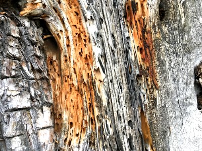 Three Textures  One Tree