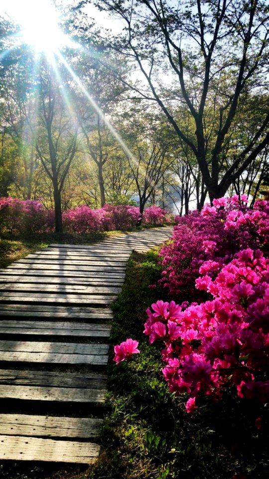 Flower Plant Sky Botany