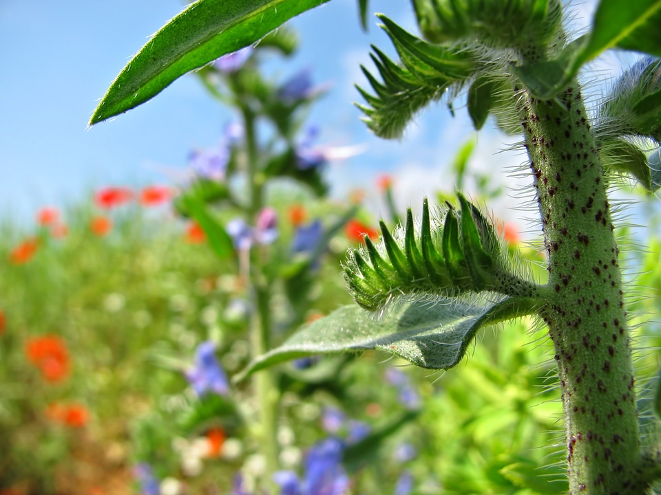 Plant poppy spring