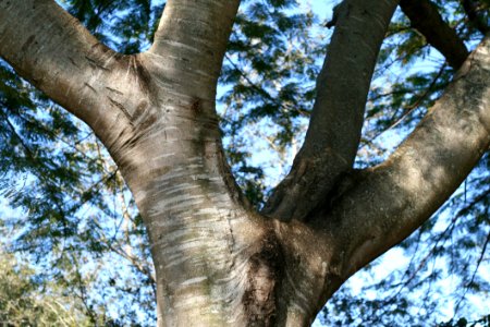 Trunk Branch