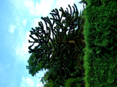 Cloud Sky Plant Plant Community