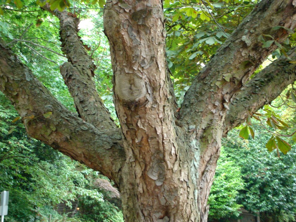 Tree Trunk Terrestrial Plant Deciduous