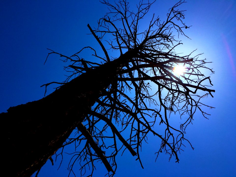 2016366145 Ponderosa Pine Under A Noon Sun