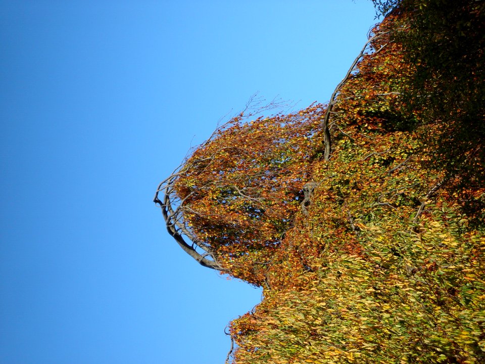 Sky Plant Twig Natural Landscape