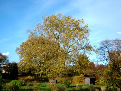 Cloud Sky Plant Tree photo