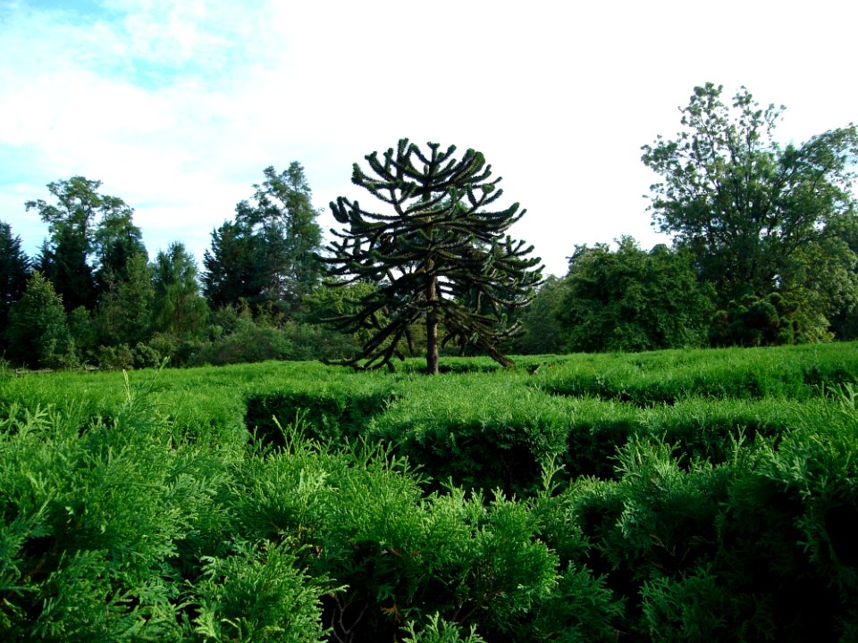 Sky Plant Cloud Tree