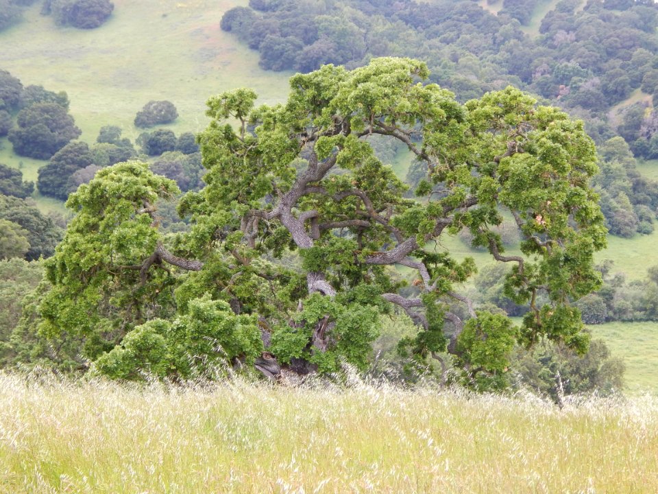 Plant Plant Community Natural Landscape Tree