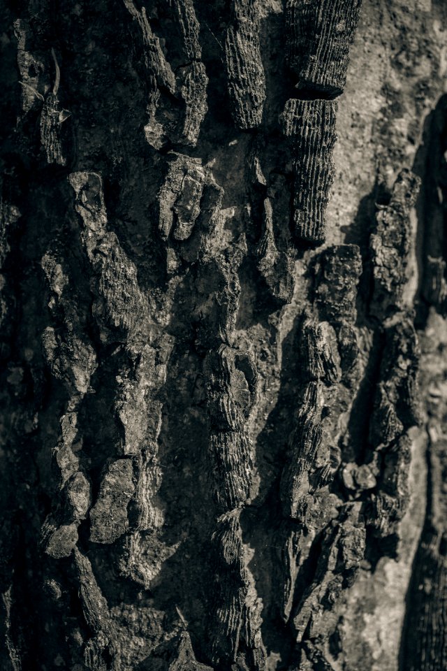 Tree Bark