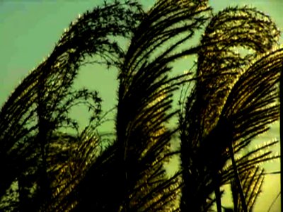 Blowing Weeds
