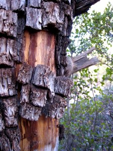 Peely Bark