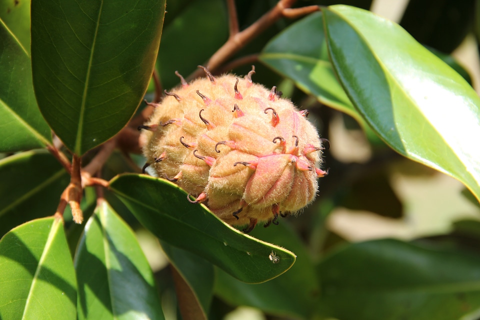 Tree flora reproduction