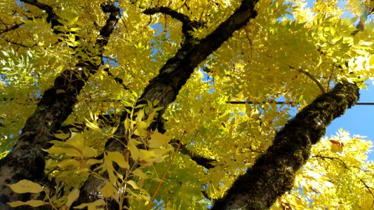 Yellow Yellow Yellow 20151004141917