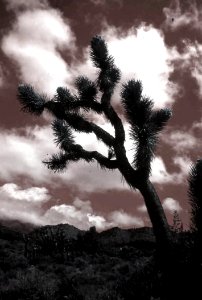 Joshua Tree Sky California Classic Desert Nature photo