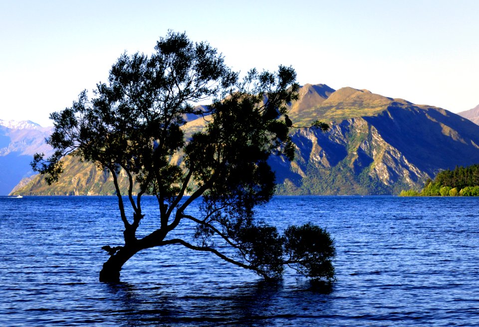 Lone Tree Lake Wanaka NZ