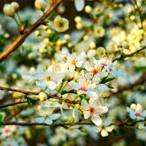 Cherry Blossom On Cherry Tree