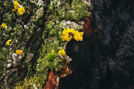 Burnt Tree