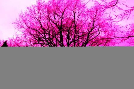 Brightly Coloured Trees photo