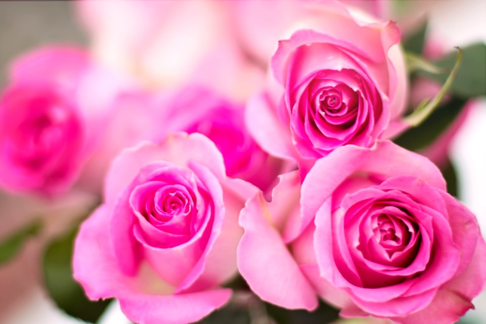 Pink Roses
