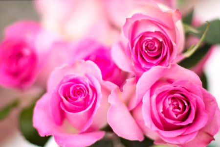 Pink Roses photo