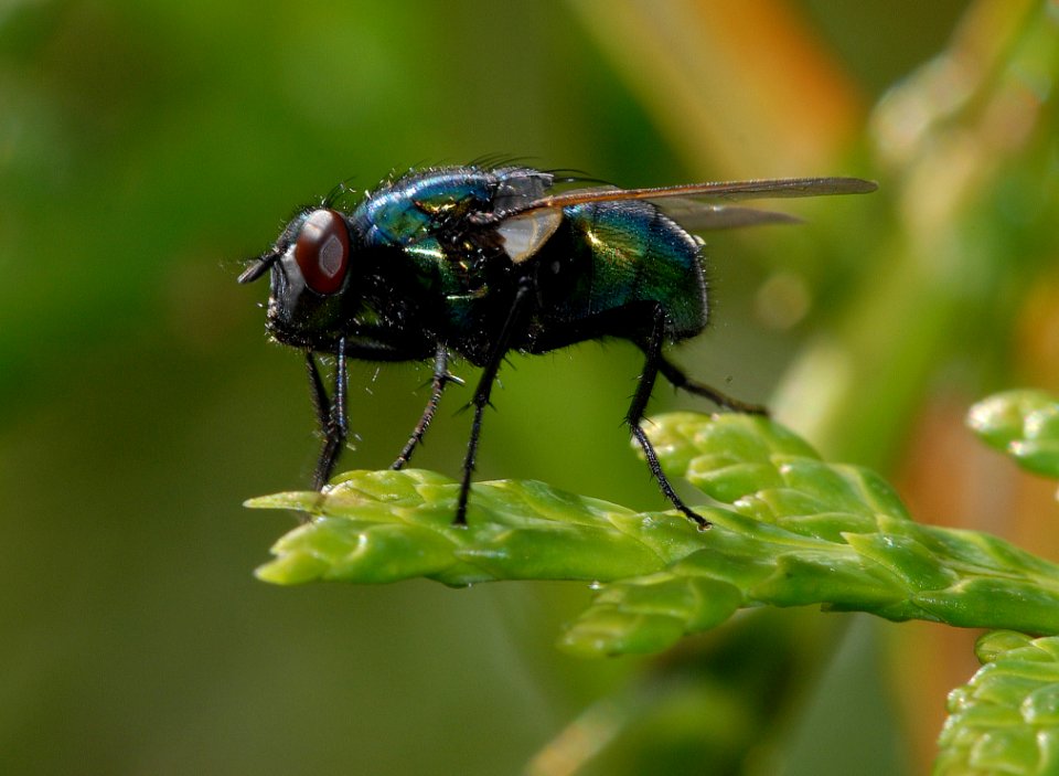 Close-up Of Insect On Leaf photo