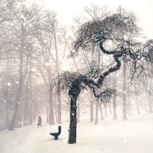 Bare Trees On Snow Covered Landscape photo
