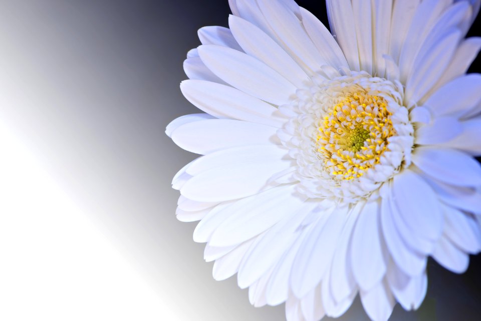 White And Yellow Flower