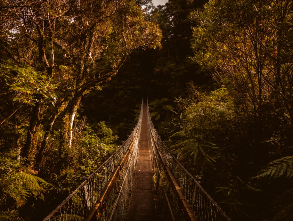 Hanging Bridge In Forest