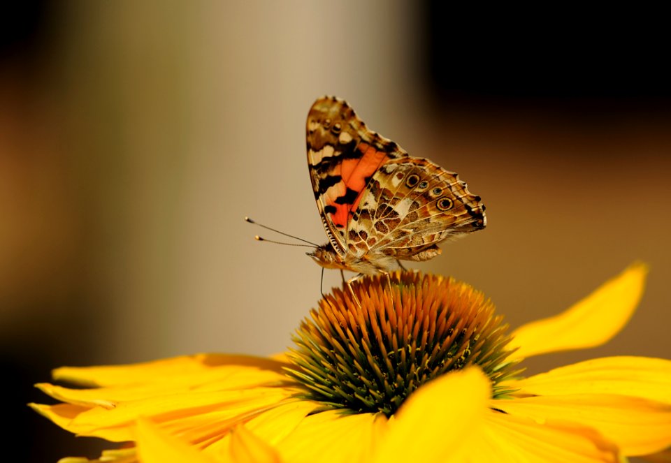 Brown And Black Butterfly On Top Of Yellow Sunflower On Macro Lens