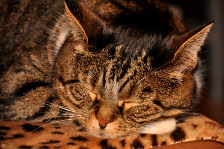 Tabby Cat Sleeping photo