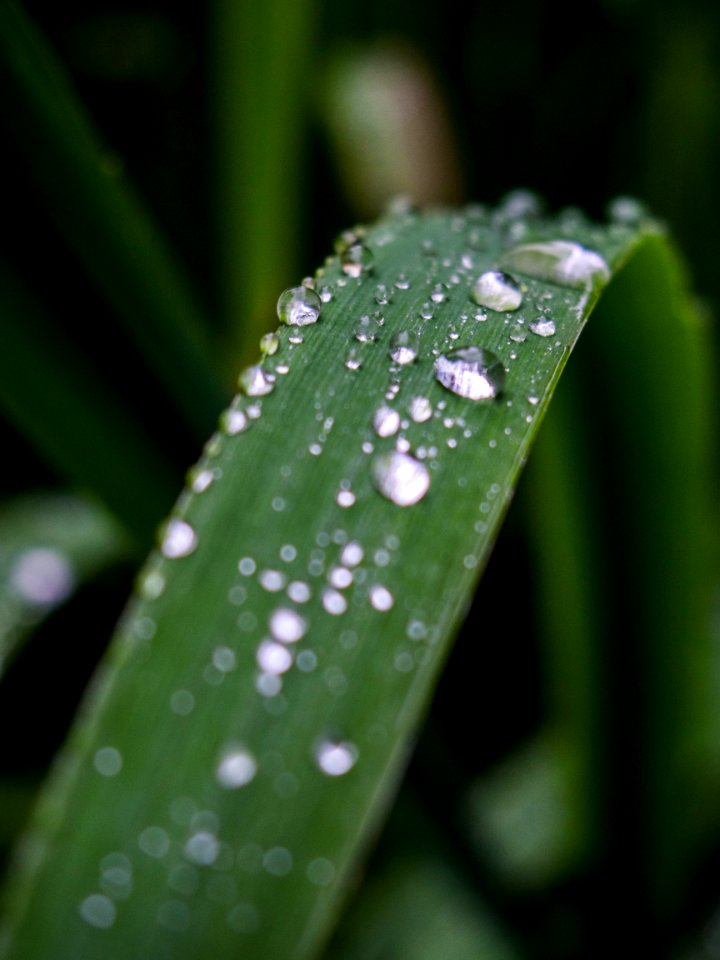 Water Drops On Green Leaf