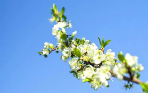 Low Angle Photo Of White Clustered Flowers And Tiny Leaf