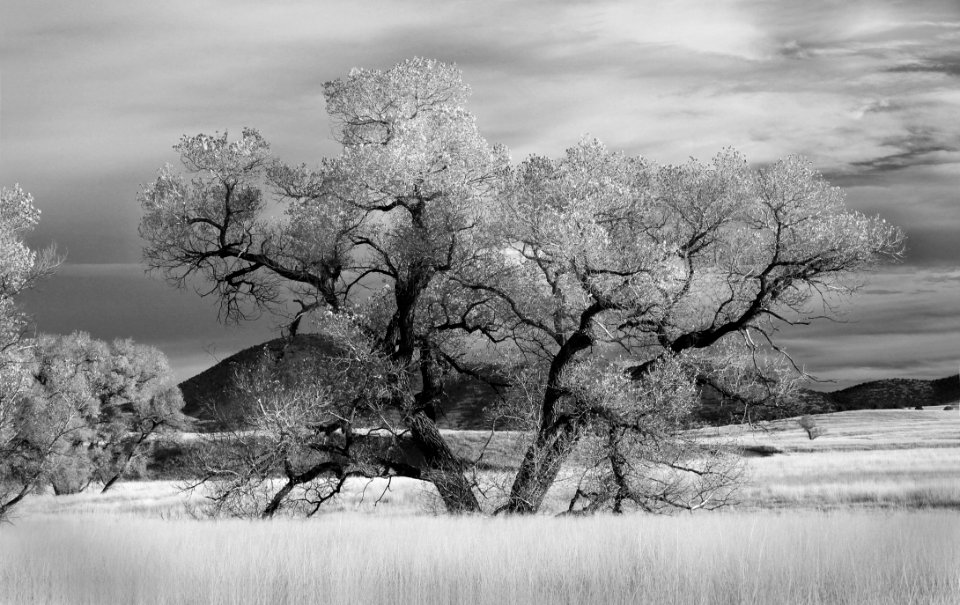 Graysclae Of Tree Near Grass