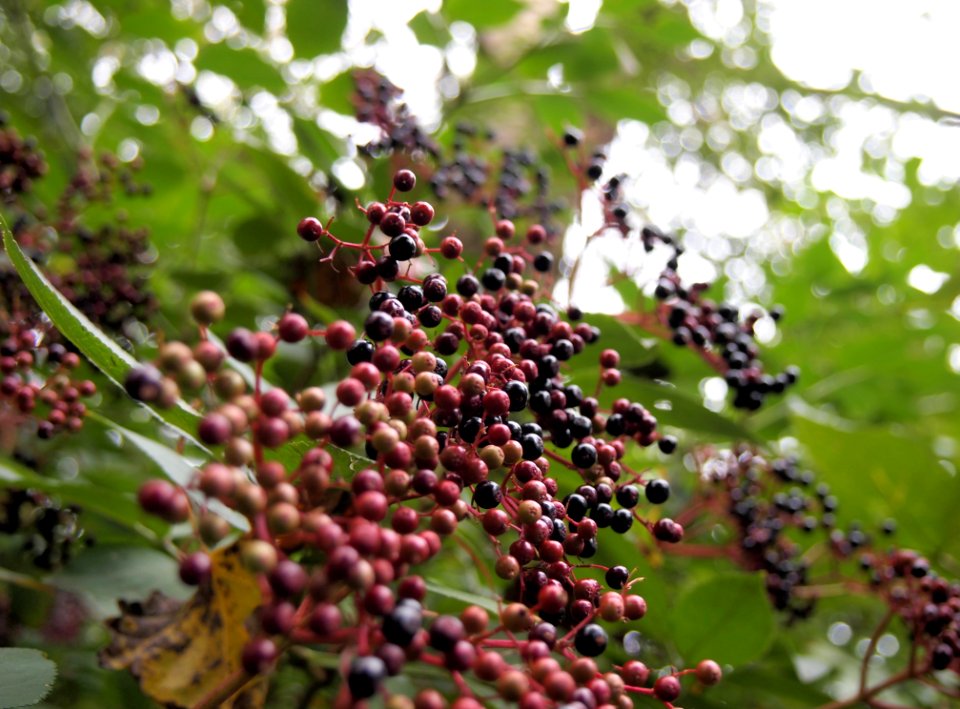 Close Up Photo Of Black And Red Round Small Fruit During Daytime