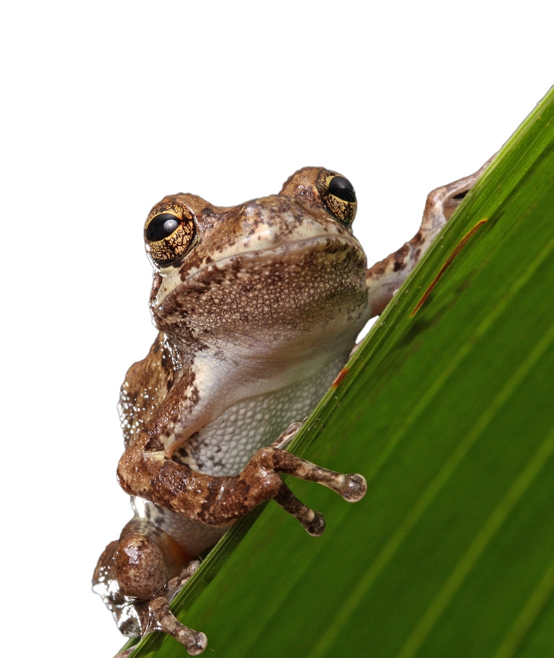 Portrait details amphibian