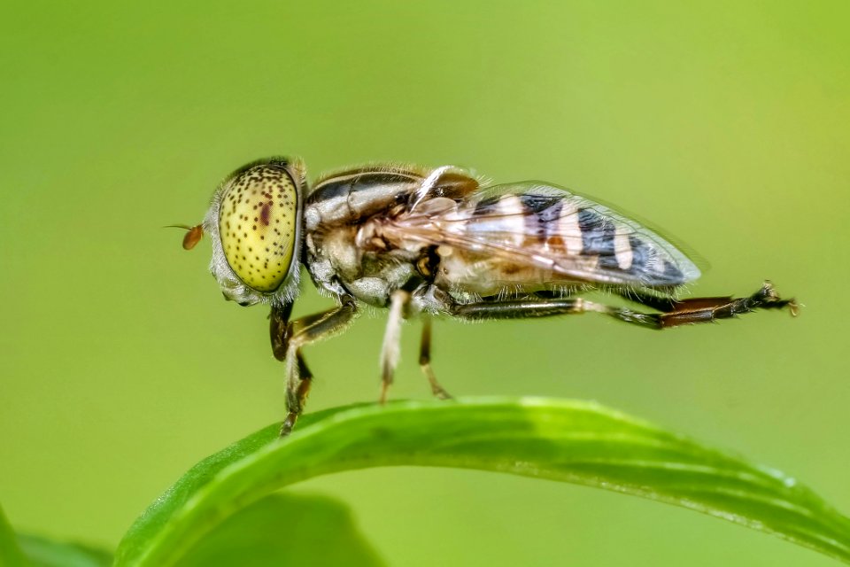 Insect Invertebrate Pest Fly