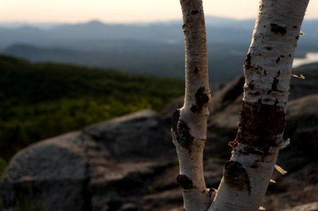 Lonely Tree