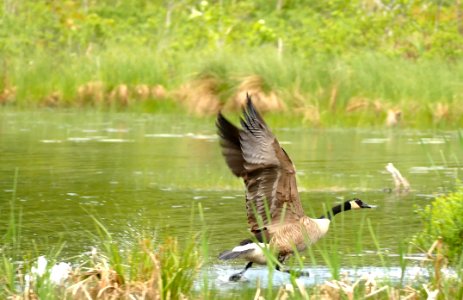 Goose Walking On Water 4K Capture photo