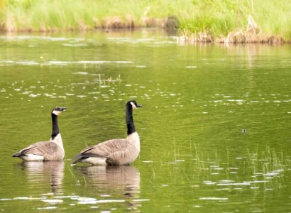 Canadian Geese In The Pond