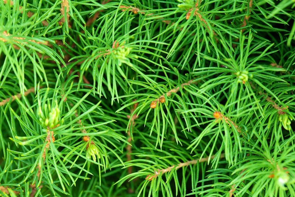 Coniferous evergreen forest