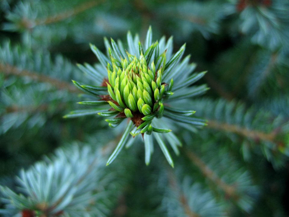Vegetation Flora Spruce Plant