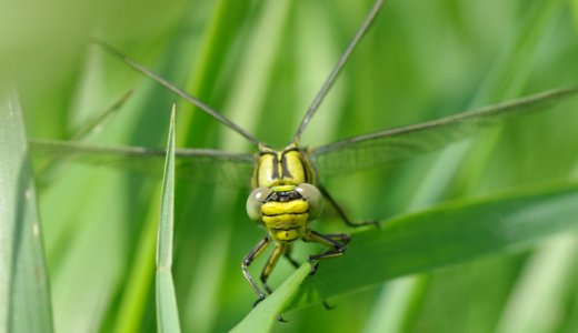 Green And Black Dragon Fly On The Grass Photography