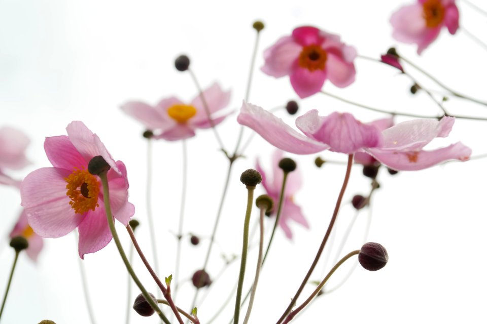 Pink Flowers
