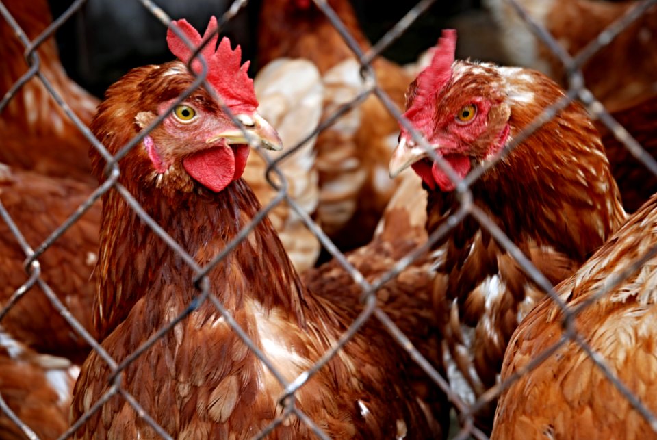 Chicken Galliformes Beak Poultry