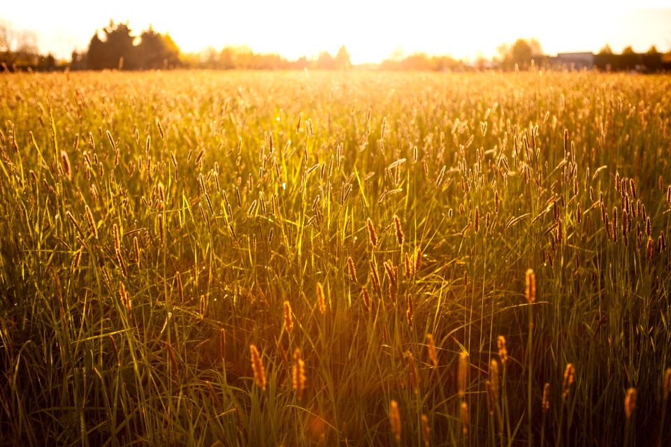 Golden Wheat Field At Sunset