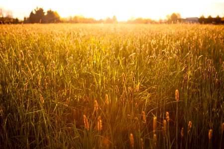 Golden Wheat Field At Sunset