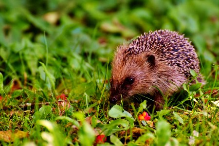 Hedgehog