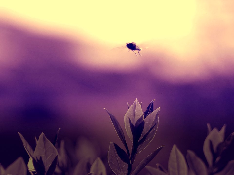 Fly Flying Over Flowers