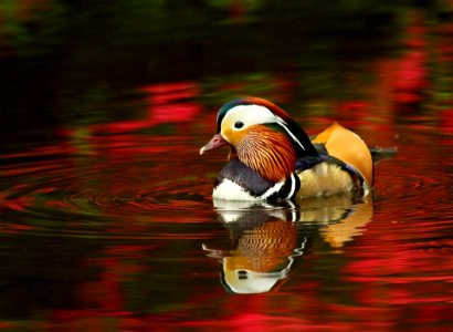 Beige Black Mandarin Duck On Red Waters During Daytime photo