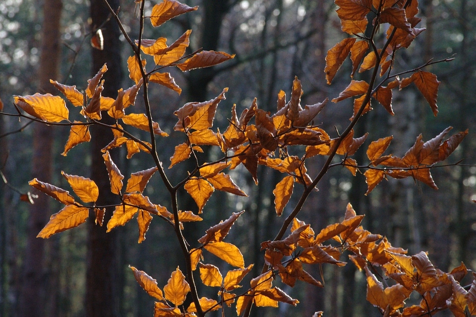 Book industry branch beech